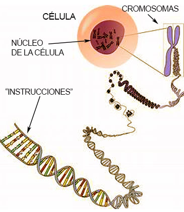 De la célula al ADN