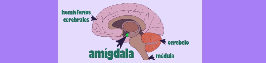 amígdala-cerebro-psicología