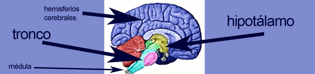 El origen del sueño